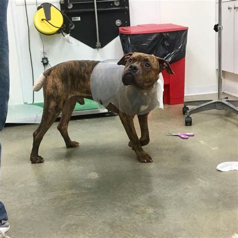 For all news and interesting talk about springfield, il and surrounding areas. Boxer dog for Adoption in Springfield, IL. ADN-784820 on PuppyFinder.com Gender: Male. Age ...