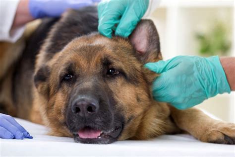 Other symptoms include red, irritated skin inside the ears and brown, yellow, or green discharge. How To Clean Your Dog's Ears And Prevent Them From Getting ...