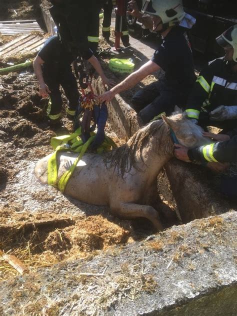 Tierisches gerangel endet in jauchegrube. Pferd in Jauchegrube gestürzt, komplizierte Tierrettung - Marl