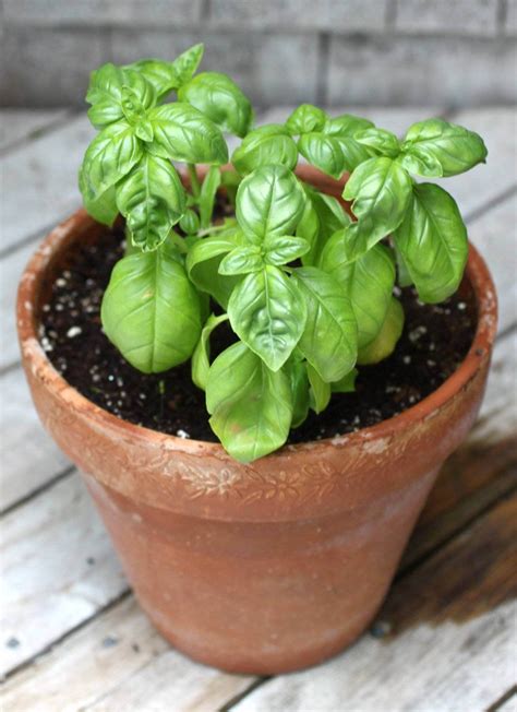 Pots of basil from the grocery store typically have five or six stems per pot. 10 Vegetables To Plant in June - Plant Instructions