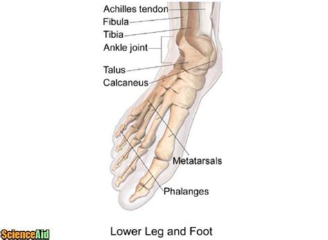 The foot bones shown in this diagram are the talus, navicular, cuneiform, cuboid, metatarsals. Bones of the Human Leg and Foot - ScienceAid