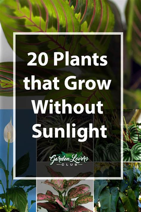 Before you reach for the typical fern, try this more sophisticated foliage combo. 20 Plants that Grow Without Sunlight | Plants, Indoor ...