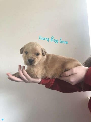 I will tell you from my experiences goldens are hands down the best family dog period. Golden Retriever puppy dog for sale in Pine Knot, Kentucky