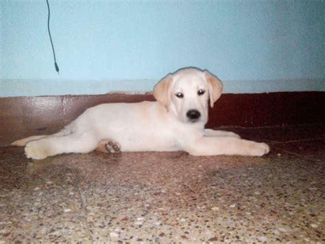 Then there are lots of pet supplies shops and dog. Labrador Retriever Puppies For Sale | Pune, MH #74293