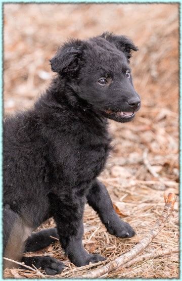 For multiple centuries it served as a cattle drover and guardian in its native croatia where it's prized for its. Tuus Kennel, Croatian sheepdog - News
