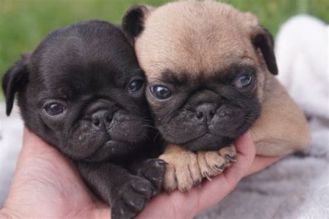 Find pug dogs for sale in ireland. Pug Puppies For Sale | Columbus, OH #243125 | Petzlover