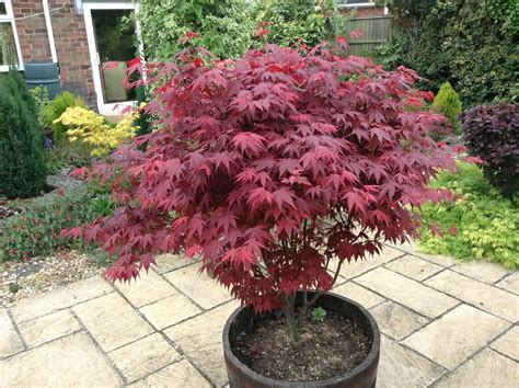 Learn how to plant and care for japeanse maples. Japanese Purple Maple Tree 15-20cm Tall, Acer Palmatum ...