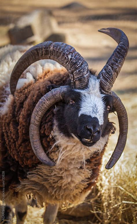 Axis deer, fallow deer, sika deer, red deer, aoudad sheep, impala and blackbuck antelope are just a sample of the variety of exotic species at greystone castle. 4 horned Jonah Sheep by alan shapiro - Stocksy United