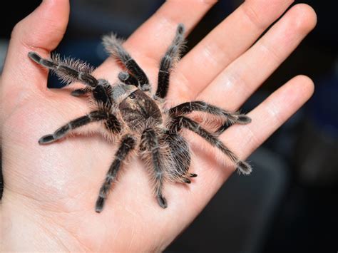 New world, terrestrial, burrowing size: Care for a Brachypelma Albopilosum (Honduran Curly Hair)