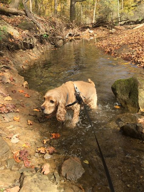 Sites b1, b2, b3, c38, e2, e3, f21, and f23 are ada accessible. Trip Report: Raccoon Creek State Park in Pennsylvania ...