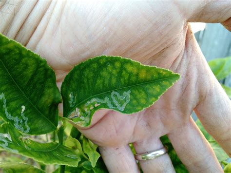 The leaf curl is from a grub ( very small that is inside the leaf and eating the leaf structure) as you do not believe in pesticides it will require a lot of google research as to natural compositions that will kill the pest or talk with organic organizations to get help. Shiny trails on Meyer lemon leaves - General Fruit Growing ...