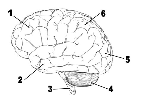 Labeled sheep brain worksheet, anatomy and physiology eye diagram label and. Brain Diagrams To Label Human Brain Without Labeling Brain ...