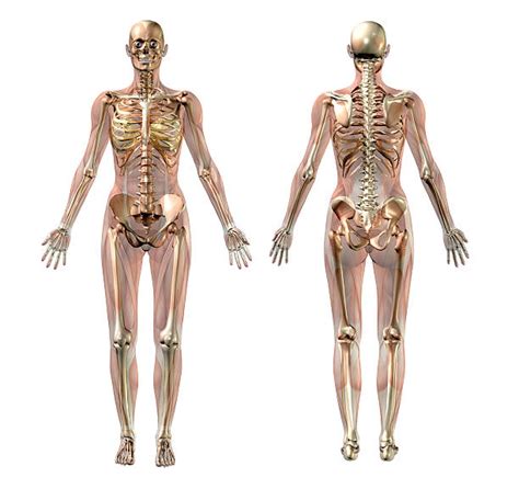 The bones of the upper limb. Best Female Anatomy Stock Photos, Pictures & Royalty-Free ...