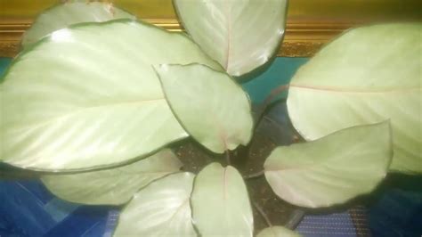 Jenis Tanaman Hias Bunga Calathea sp / Maranta Polos - YouTube
