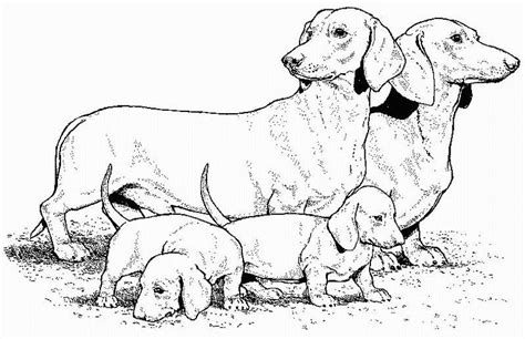 Maybe you would like to learn more about one of these? dachshund Teenagers coloring pages (With images) | Dog ...