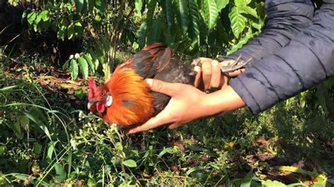 ayam hutan jantan