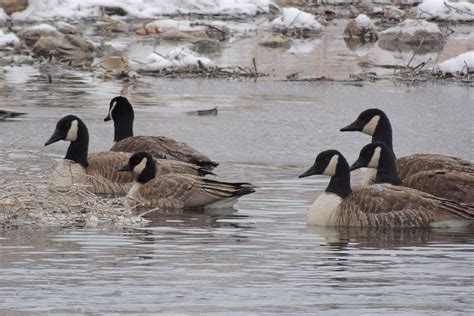 Ar byrd company, inc., lincolnton, nc. Cackling Goose with Canada Geese ©Steve Frye. Wild Bird ...