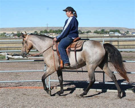 Check out our buckskin foal selection for the very best in unique or custom, handmade pieces from our shops. Gambler's Midas Touch WF Foal Gallery - Midas Gaia