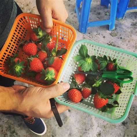 Explore tweets of 小鹿酱 @wjsgmn on twitter. 【士多啤梨園】摘得喇喂!7大人氣士多啤梨園推介（2020年更新） - 永安旅遊