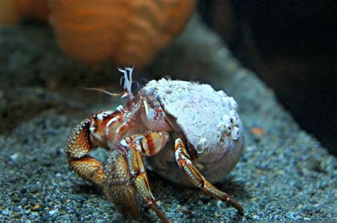 Maybe you would like to learn more about one of these? How To Care For A Hermit Crab | Hermit crab, Seattle ...