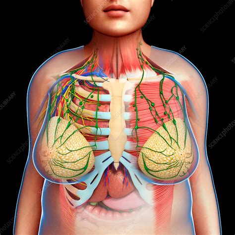 In the midline, we see the glans of the clitoris, and posteriorly, the vestibule of the vagina. Female chest anatomy, illustration - Stock Image - F018 ...