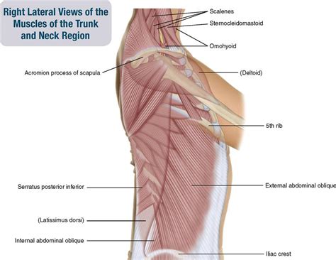 11 muscles that fill the outer portions of the rib interspaces. Muscles Over Rib Cage / Pulled Muscle Under Rib Cage Hurts ...