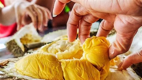 When the king of fruits is our love affair. Makan Durian Selama Kehamilan Bikin Susah Lahiran Normal?