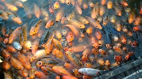 Of course solid coloured fish such as ogons, chagoi and magoi generally have the potential to grow larger than the more inbreed gosanke varieties. KASIH MAKAN IKAN KOI MONSTER KOI!! - YouTube