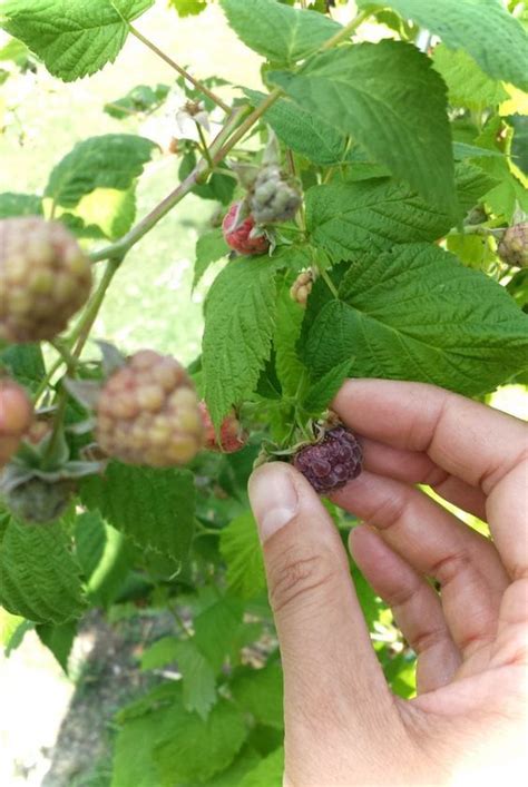 Denn die blätter können verletzt werden, und die. Nach der Ernte: Im Sommer Himbeeren schneiden - grüneliebe ...