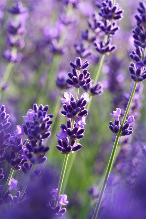 Da meist mehrere lavendel zusammengepflanzt werden. Lavender | Lavendel schneiden, Lavendel pflanzen und Lavendel