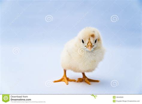 Firm, youthful, protuberant, and crowned by a. Young Puffy Chick Standing Stock Photo - Image: 39940928