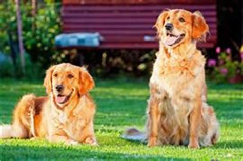 We'll show you 20 photographs of world famous dogs, along with a fact about each of them. Famous Dog Names at DogNamed.com