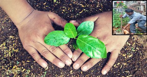 If they are growing in summer if you lose the plant, just go ahead and try again. One Cab Driver's Mission to Make Bengaluru Green Again!