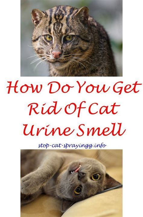 The following list will give you some suggestions for dealing with urine marking. Top 10 Senior Cat Health Tips for Your Aging Feline | Male ...