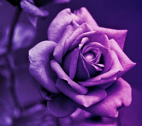 Cel mai mare magazin de tapete, fototapete, postere, clei, îngrijire si. Purple Rose | Lila farbe, Lila, Schenken