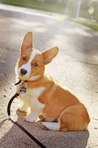 View available dogs, cats, rabbits, horses and more. #corgi #puppy - so cute!! his name is Renfield | Corgi ...