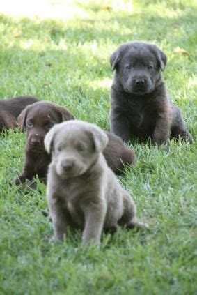 Earn points & unlock badges learning, sharing & helping adopt. Silver Labradors | Lab Puppies for Sale California ...