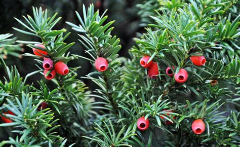 Welche koniferenarten man unterscheidet, erfahren sie hier im garten schlüter ratgeber. Nadelbäume, Koniferen pflanzen und pflegen - Mein schöner ...