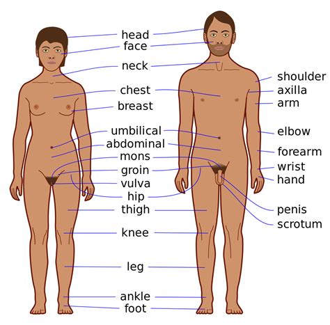 The body parts can be divided into two categories: File:Human body features EN.svg - Wikimedia Commons