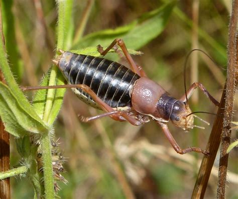 These insects don't gorge on potatoes, nor are they from jerusalem. Cricket anyone... | Bugs, insects, Beetle bug, Thank you ...