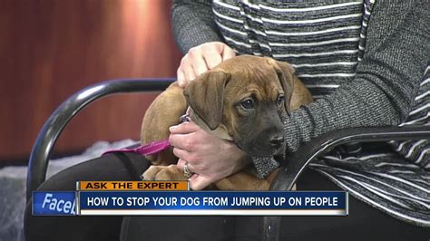 You can use bottles or empty soda cans filled with a few pennies or rocks. Ask the Expert: How to stop your dog from jumping on people