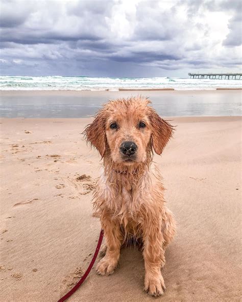 If you can provide a loving home, schedule a visit to meet your favorite pup. Luna The Golden Retriever on Instagram: "Rainy day here on ...