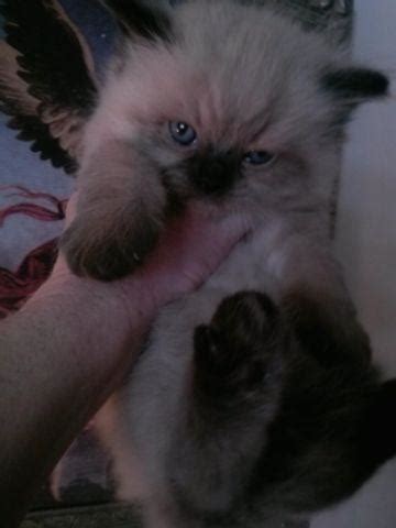 If you want a gift for. Himalayan Kittens for Sale in Apopka, Florida Classified ...