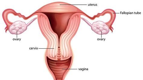 We will try to explain simply and as clear as we could what is the regular monthly cycle and what are the physiological changes that happen. Female Reproductive System | Everyday Health