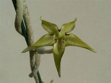 Many succulent plants, including cacti, abandoned their leaves along the way. Ceropegia cimiciodora | Succulents, Hanging pots, Plants