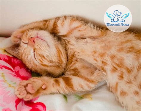 ПОЧЕМУ КОШКИ МНОГО СПЯТ? - Благотворительный фонд помощи бездомным ...