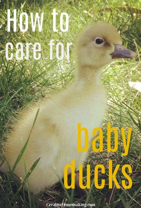 Watch the video explanation about how to bathe a duck by elizabeth henson online, article, story, explanation, suggestion, youtube. How to Care for Baby Ducks | Baby ducks, Pet ducks ...