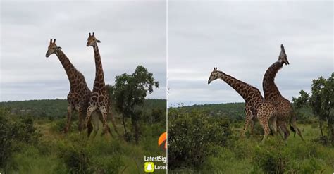 Watch pornstars fighting each other! Two giraffes fighting each other | Rare