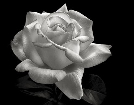 Are there flower prints in black and white? Black And White Flower Portraiture | Shutterbug