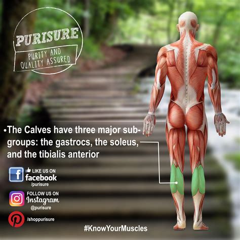 Muscles in the arm (triceps, rear deltoid). Leg day? Don't forget about your calf muscles. In ...